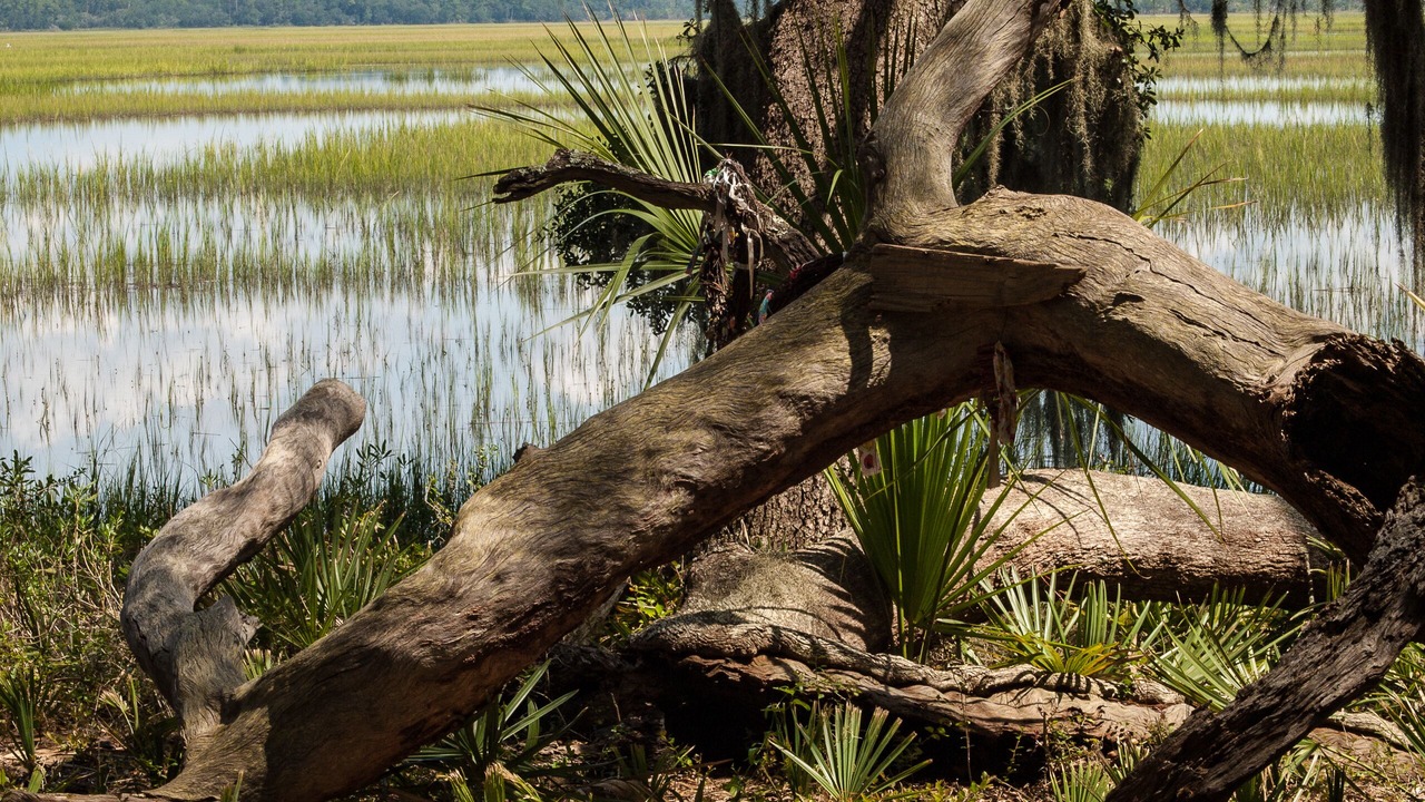 Photo of Outdoor in Knowles Island Plantation