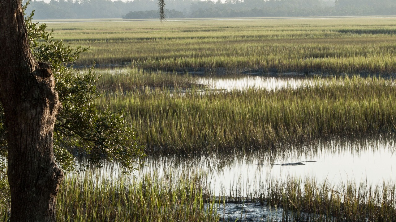 Photo of Others in Knowles Island Plantation