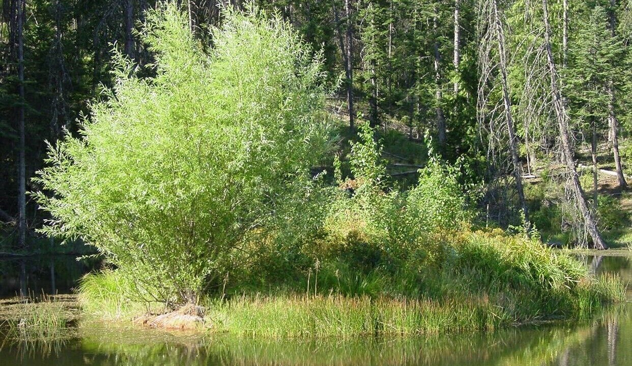 Photo of Others in Kooskia