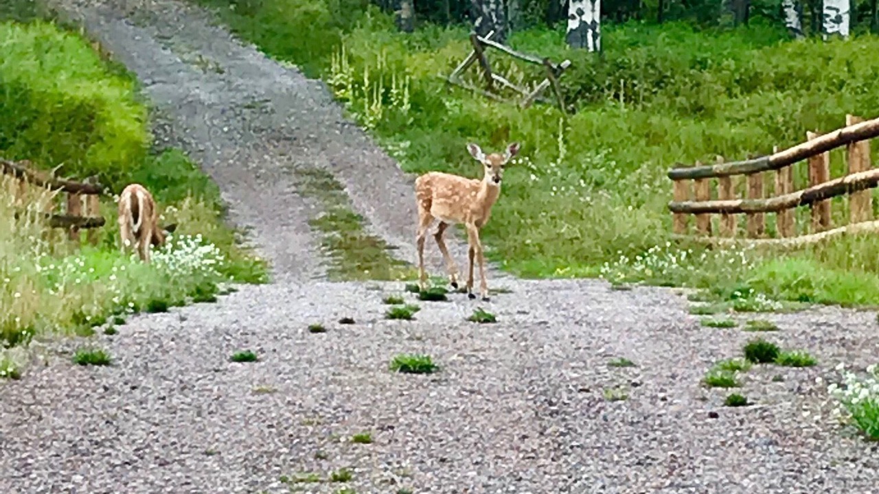 Photo of Outdoor in Polebridge