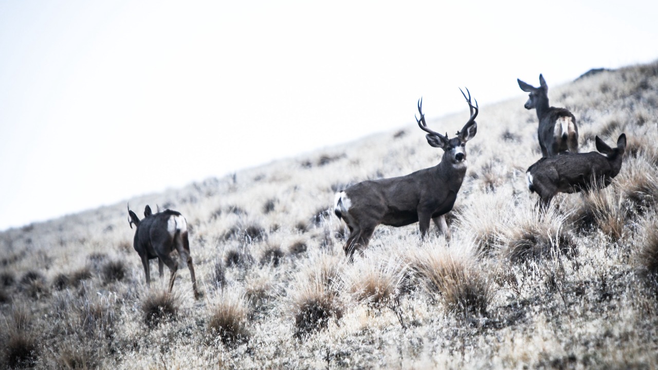 Photo of Others in Glacier Country
