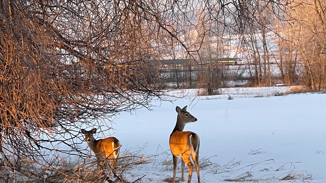 Photo of Others in Bozeman