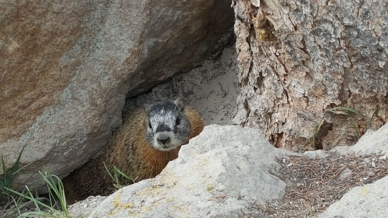 Photo of Others in Lazy Acres