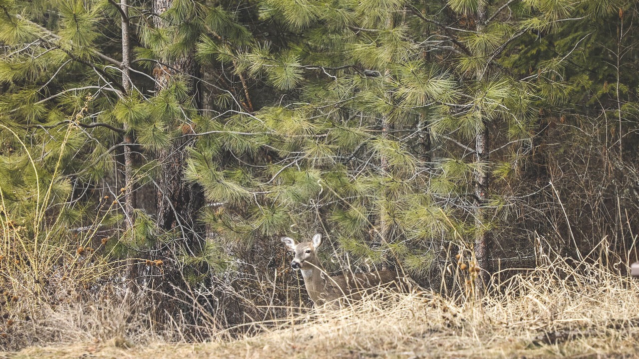 Photo of Others in Coeur d'Alene