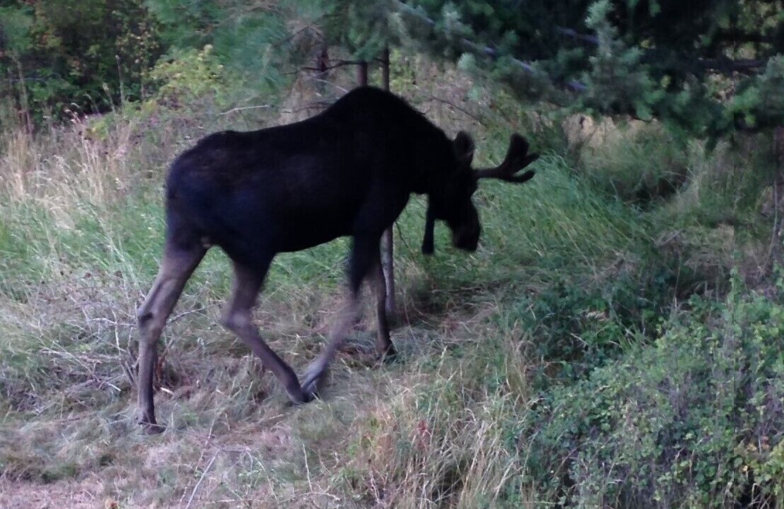 Photo of Others in Coeur d'Alene