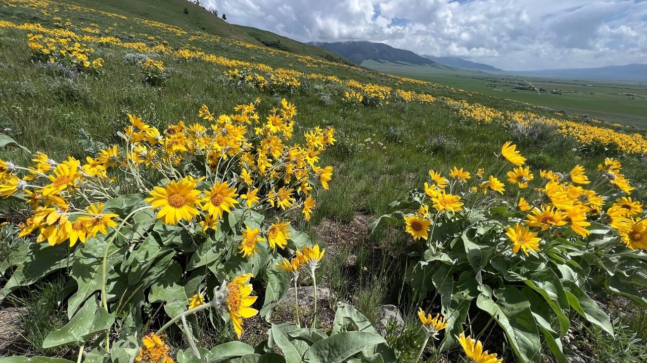 Photo of Outdoor in McAllister
