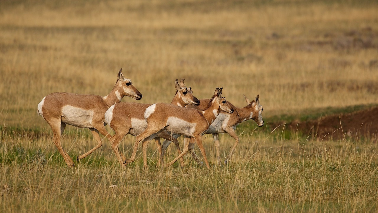 Photo of Others in West Yellowstone