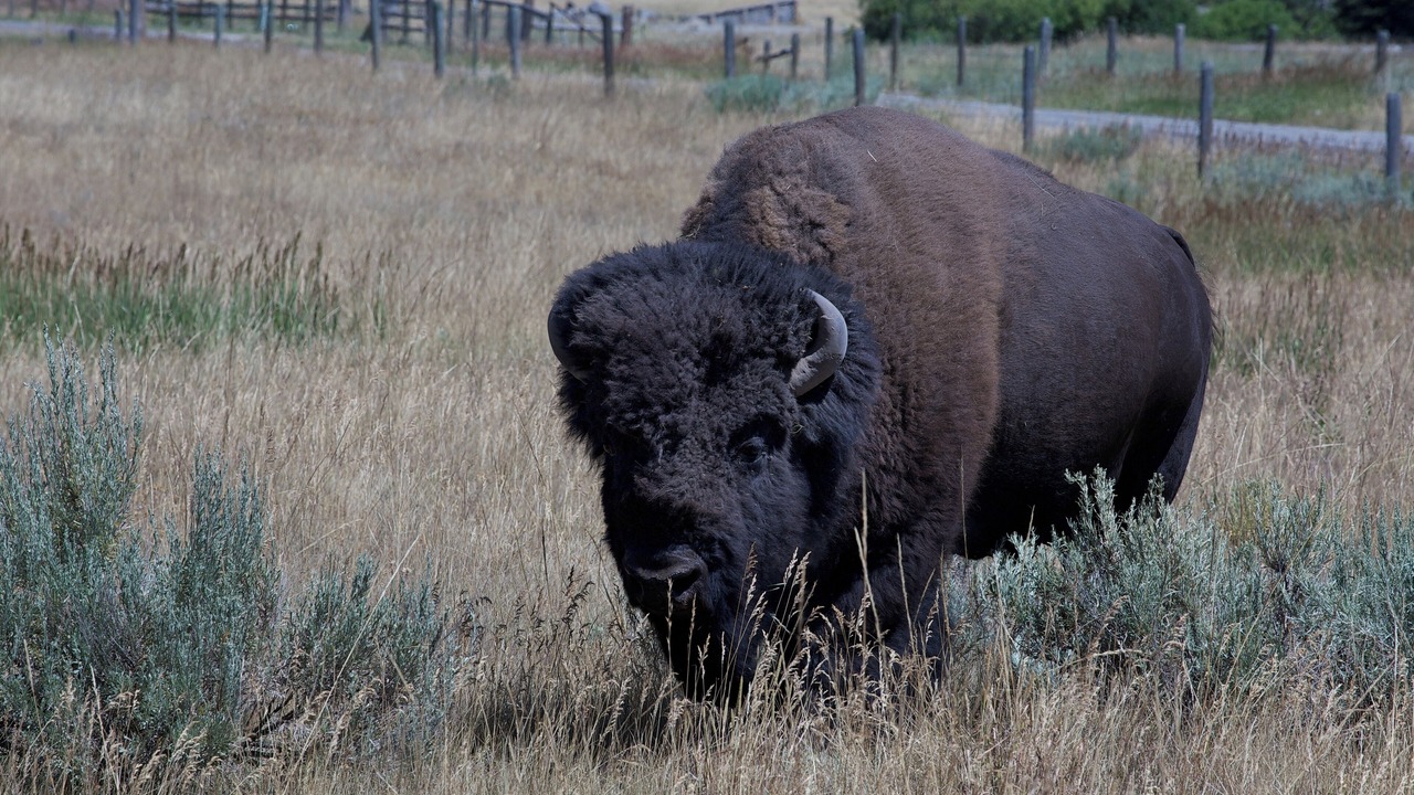 Photo of Others in West Yellowstone