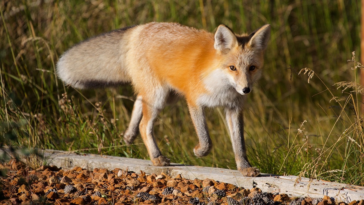 Photo of Others in West Yellowstone