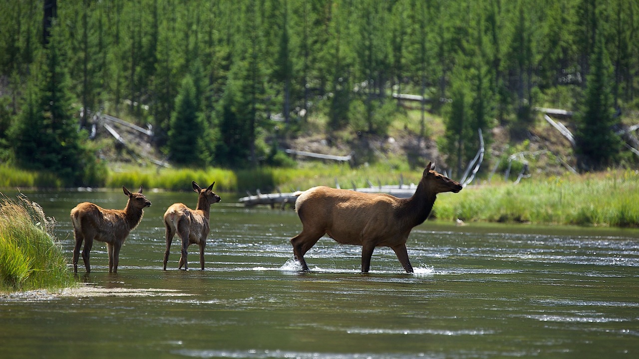 Photo of Others in West Yellowstone
