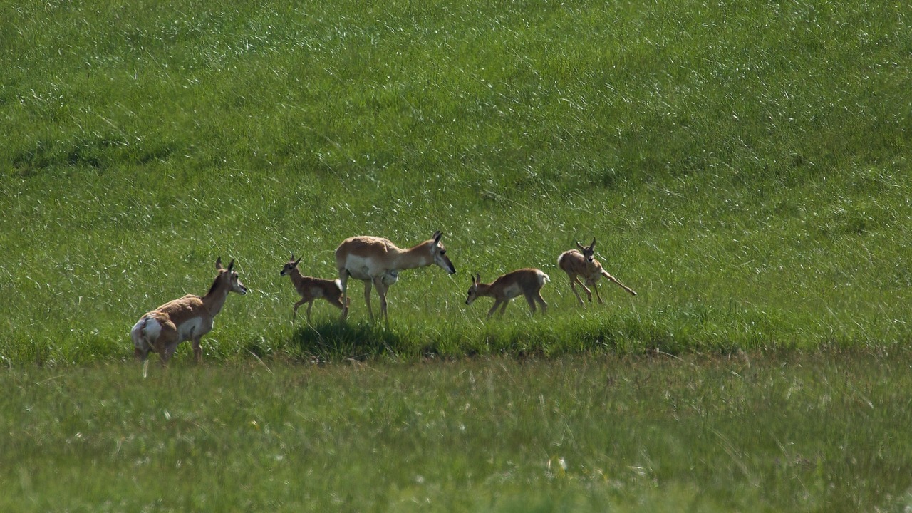 Photo of Others in West Yellowstone