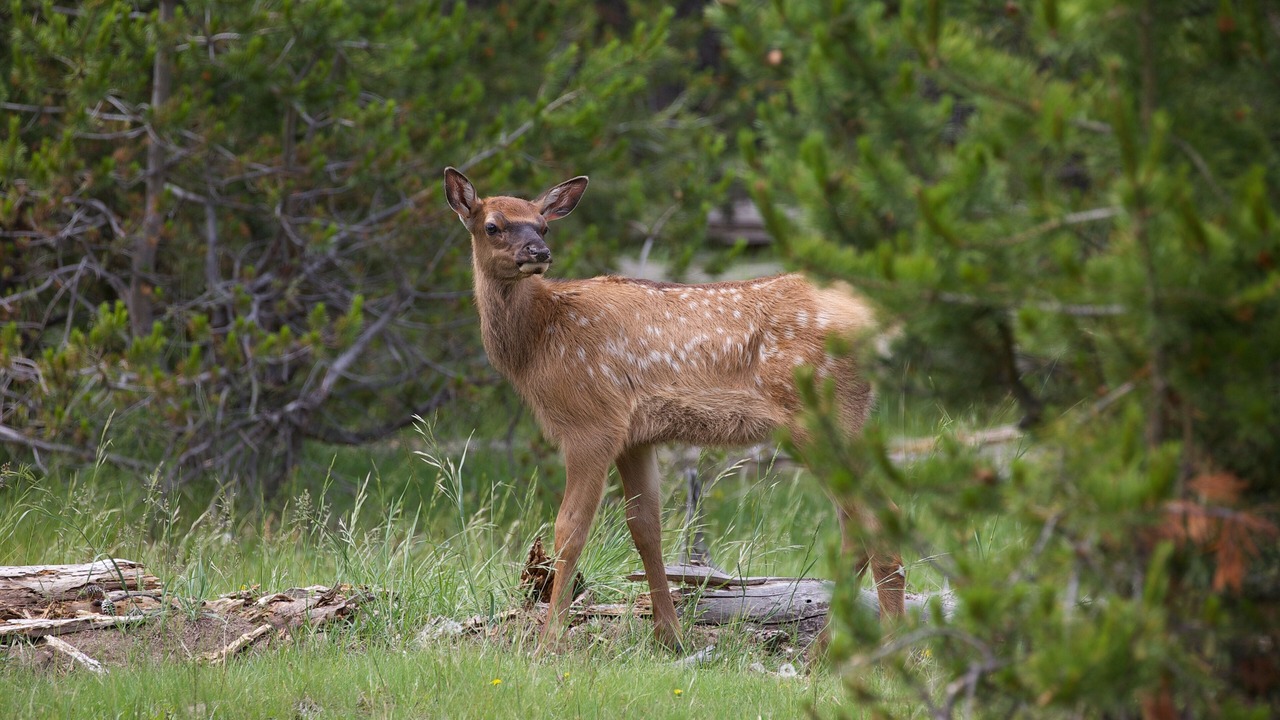 Photo of Others in West Yellowstone