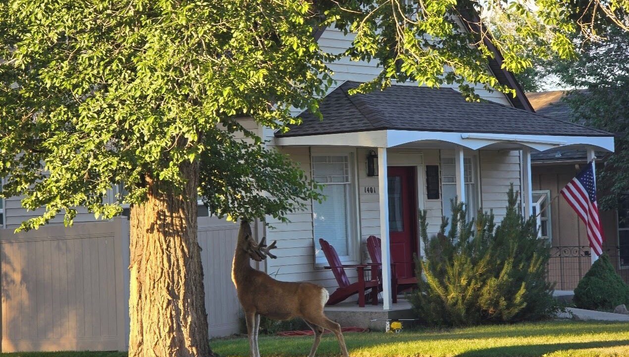 Photo of Outdoor in Cody