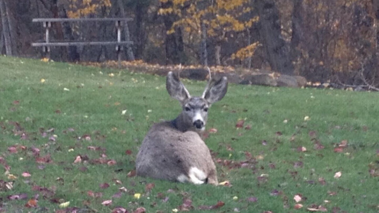 Photo of Outdoor in Stevensville