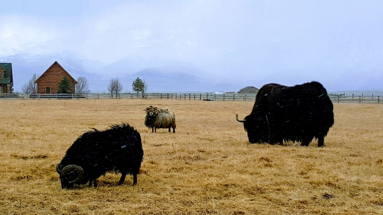Photo of Others in Livingston