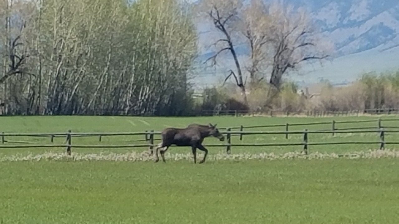 Photo of Others in Bozeman