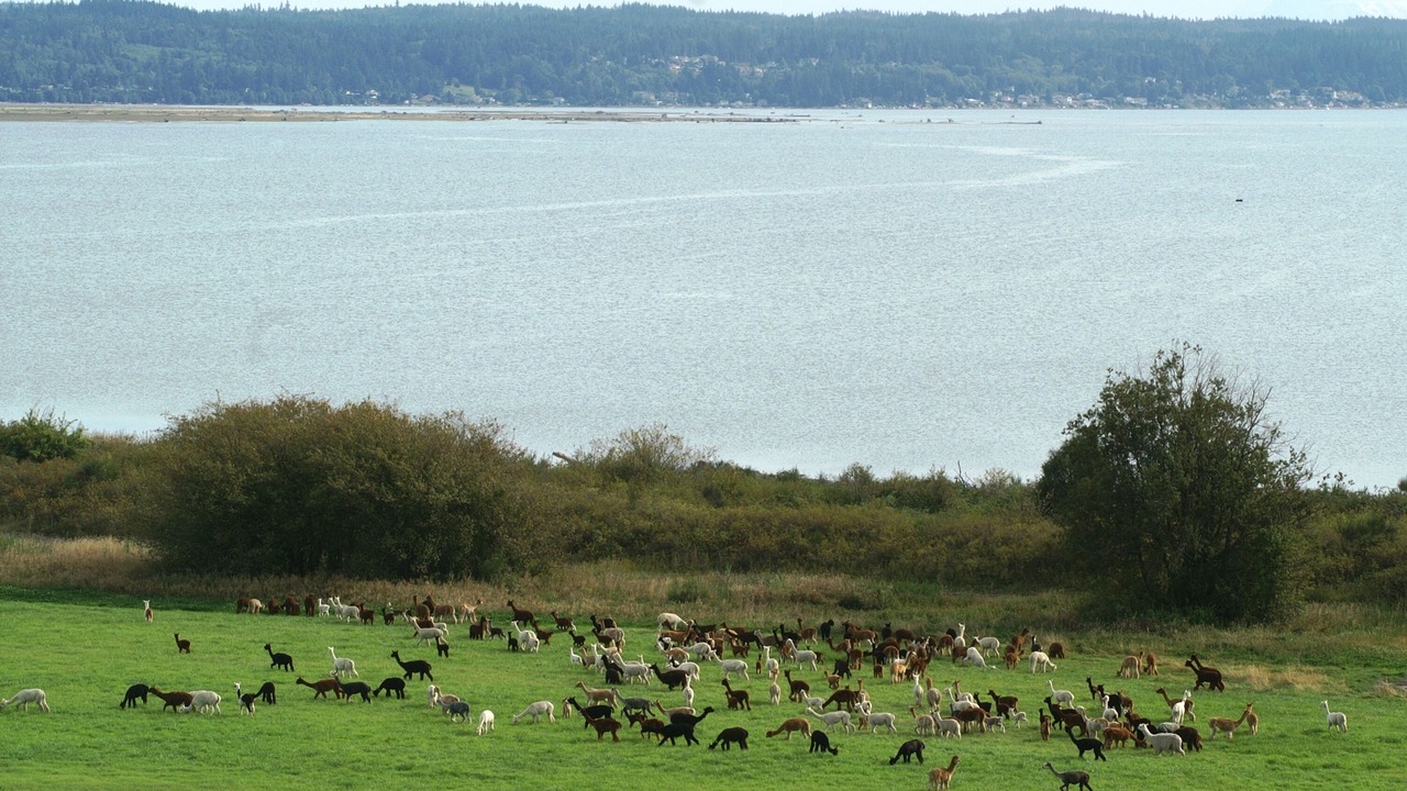 Photo of Others in Camano Island