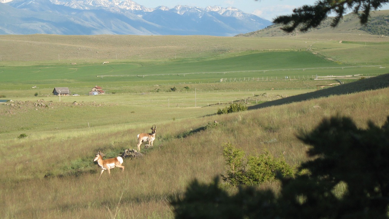 Photo of Others in Shining Mountains