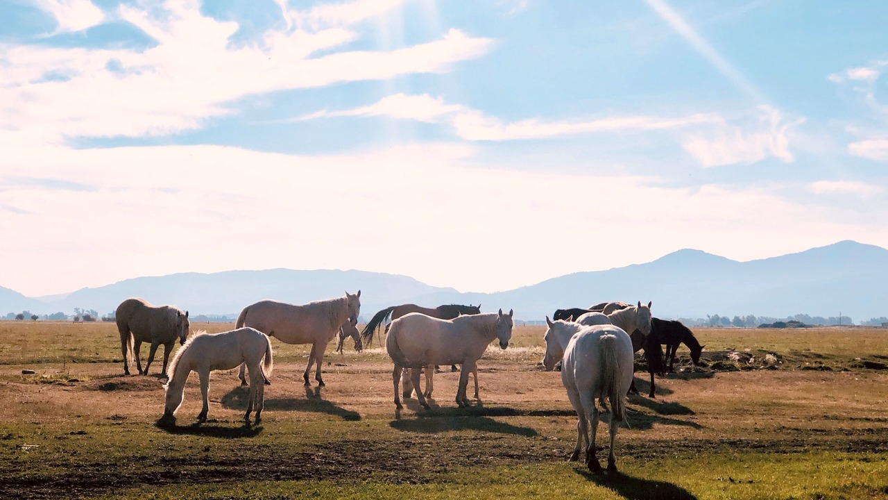 Photo of Others in Bozeman