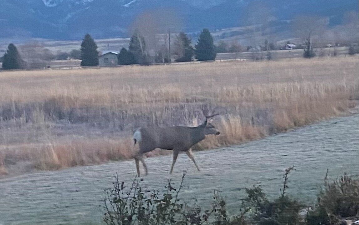 Photo of Others in Bozeman