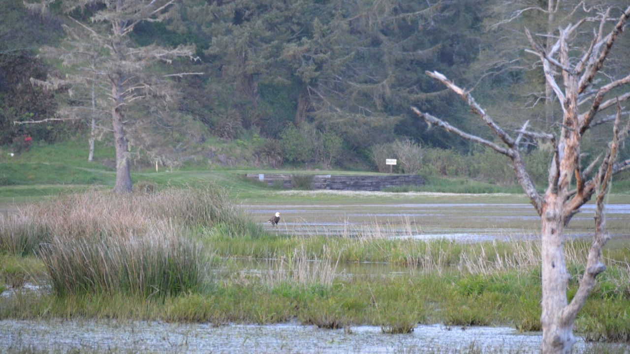 Photo of Others in Neskowin