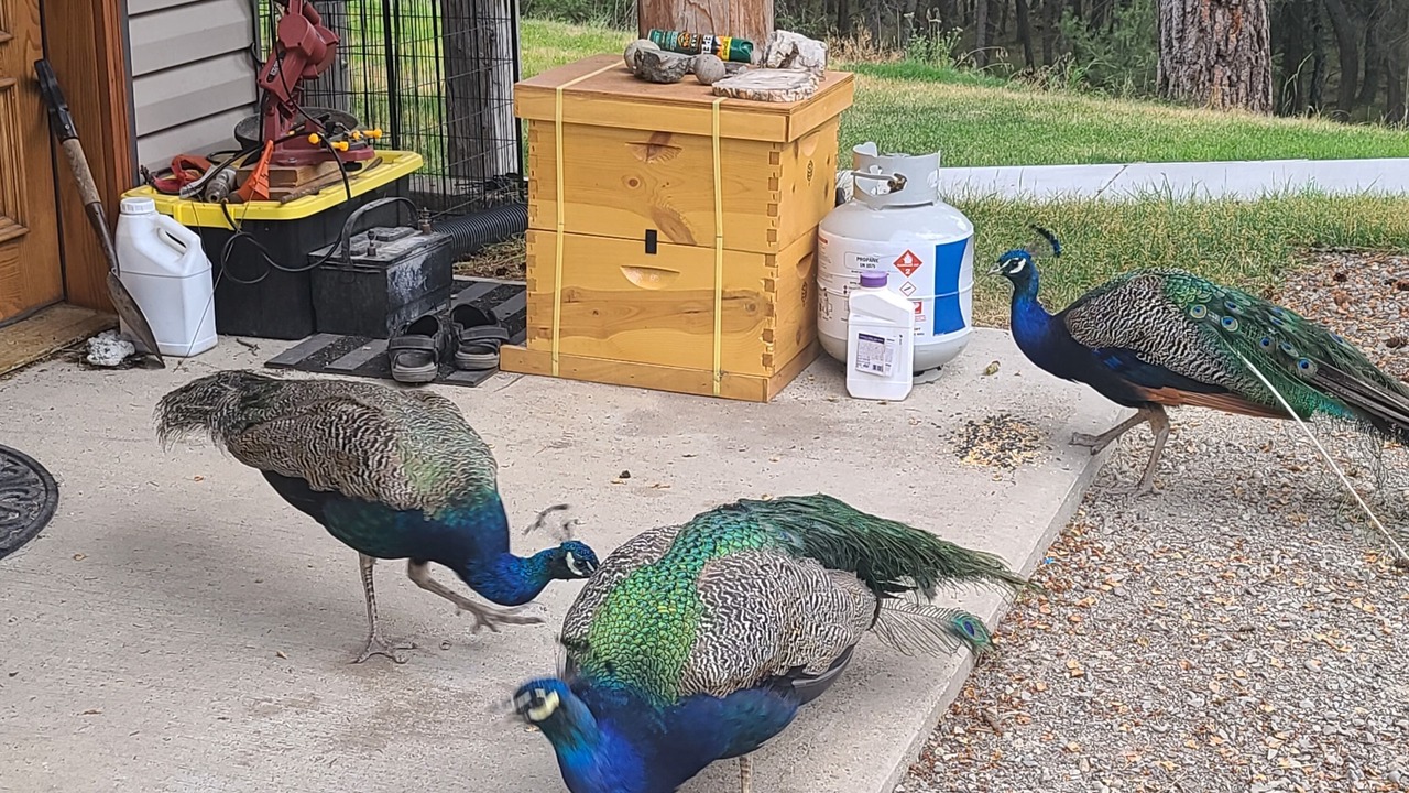 Photo of Outdoor in Kalispell