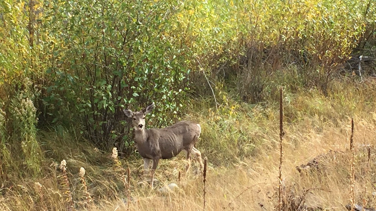 Photo of Outdoor in Salmon