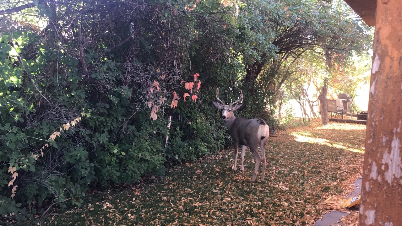 Photo of Others in Cody