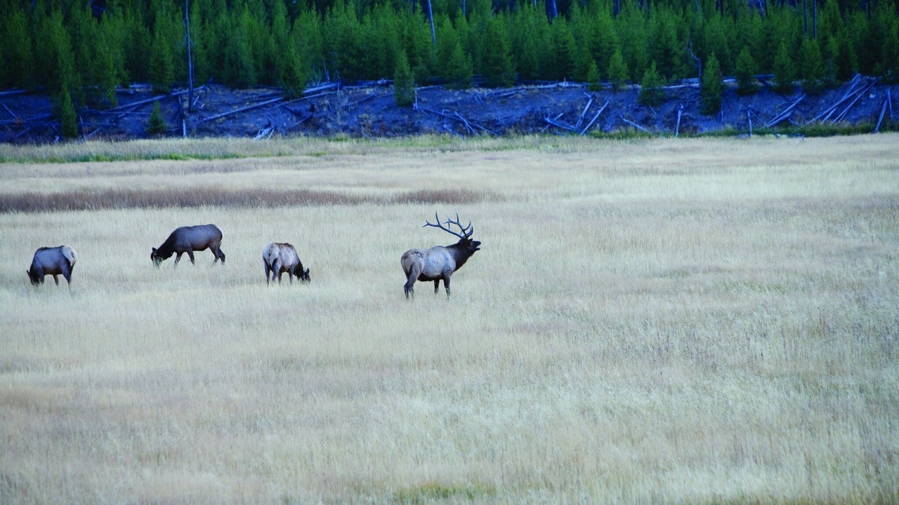 Photo of Others in West Yellowstone