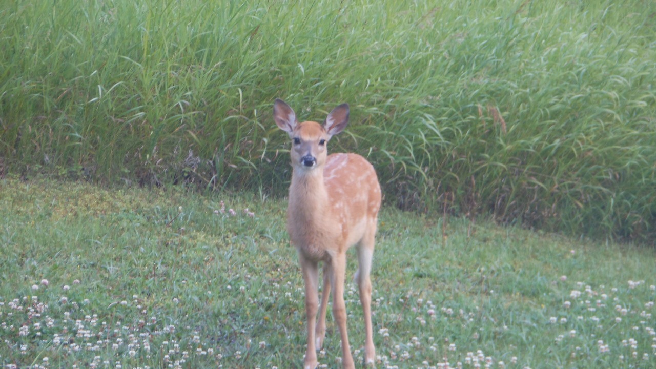 Photo of Others in Custer