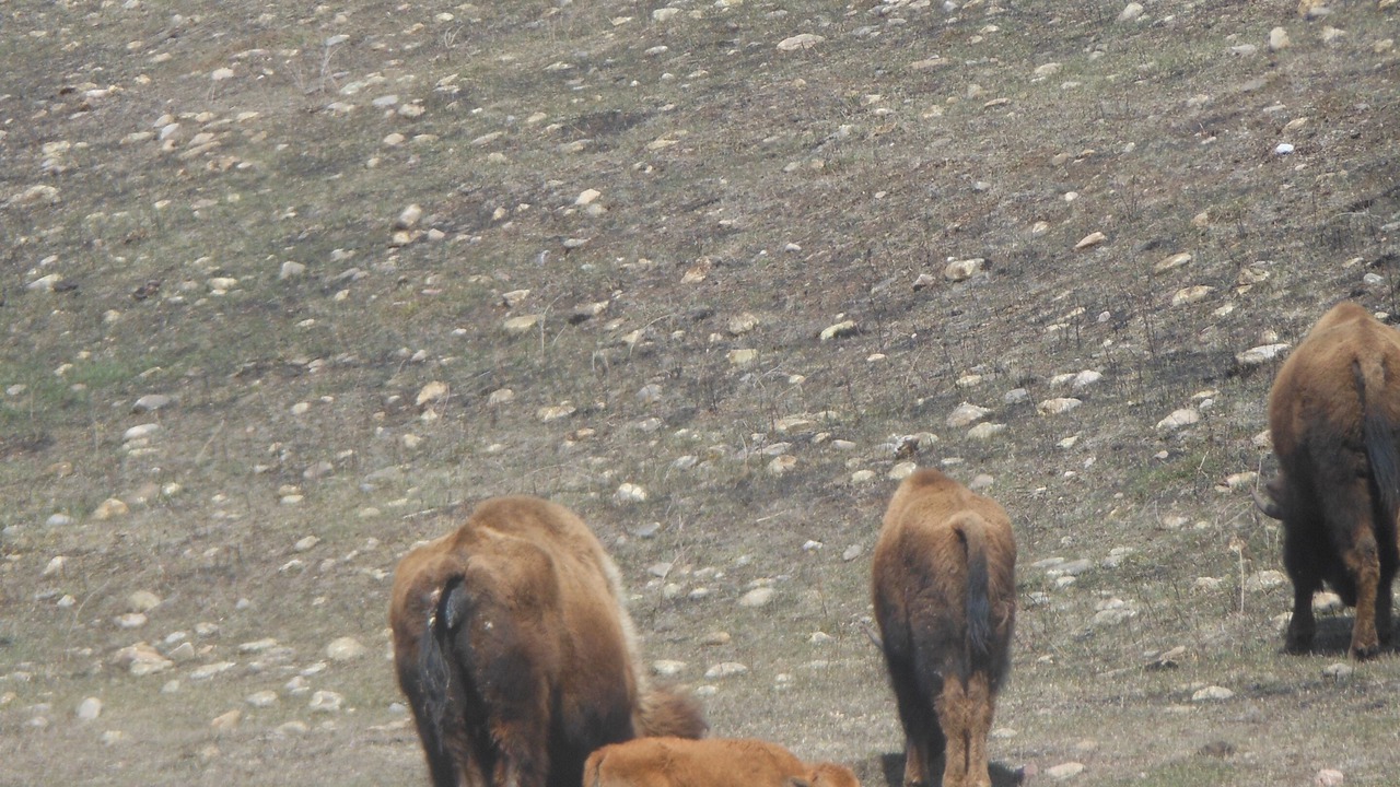 Photo of Others in Custer