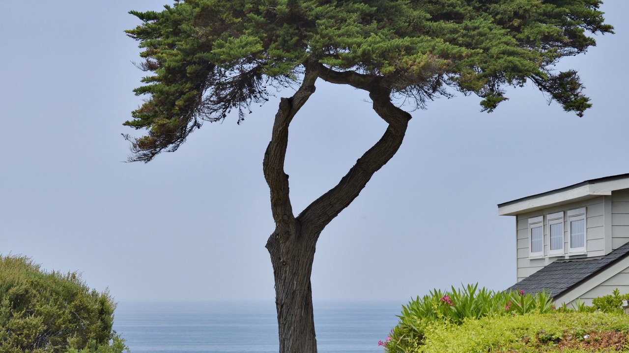 Photo of Others in Del Mar