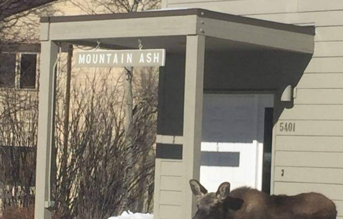 Photo of Others in Moose Wilson Road