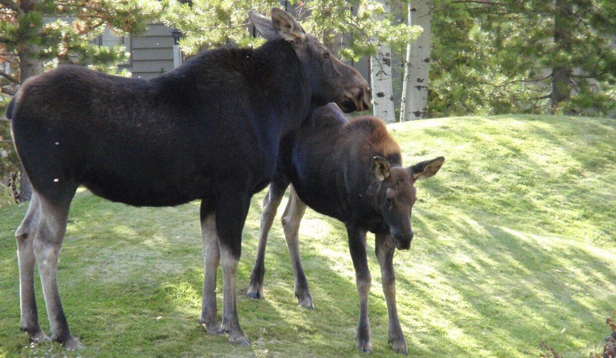 Photo of Others in Moose Wilson Road
