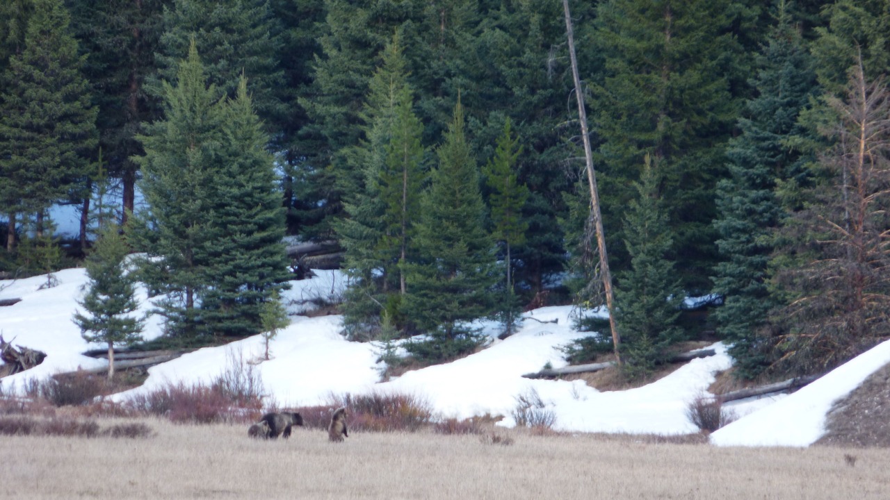 Photo of Others in Cooke City-Silver Gate