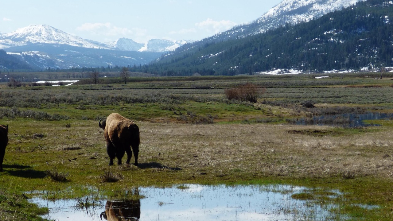 Photo of Others in Cooke City-Silver Gate