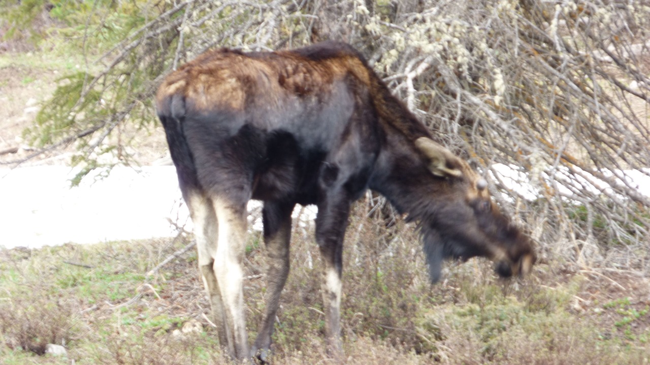 Photo of Others in Cooke City-Silver Gate