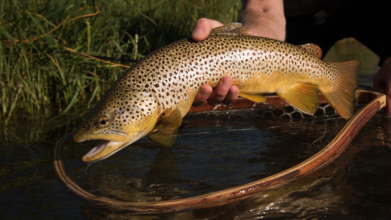 Photo of Others in Bozeman