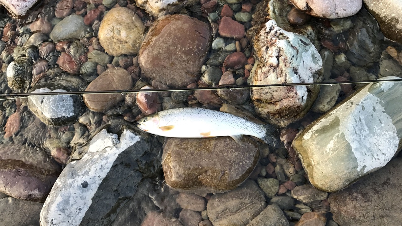 Photo of Others in West Glacier