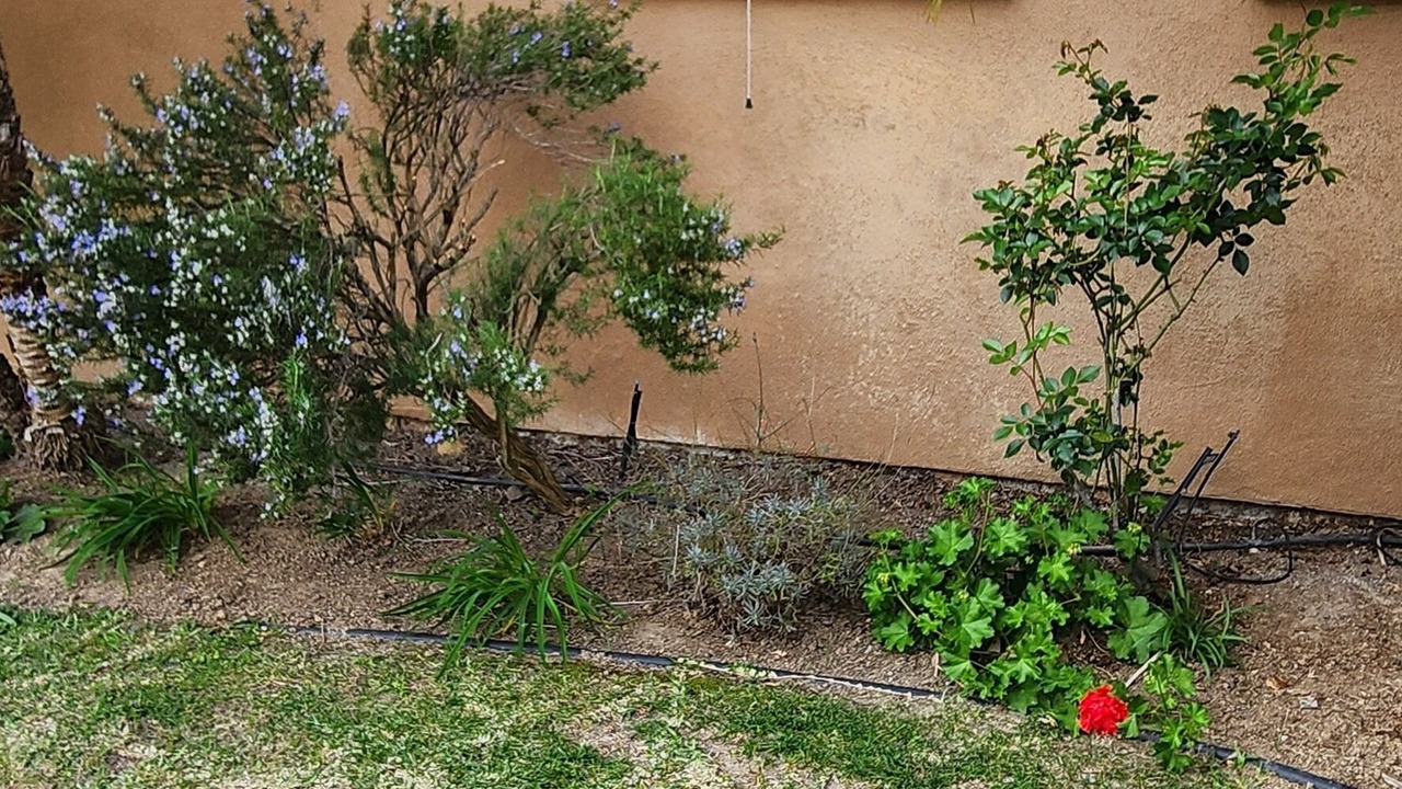 Photo of Outdoor in Rancho Penasquitos