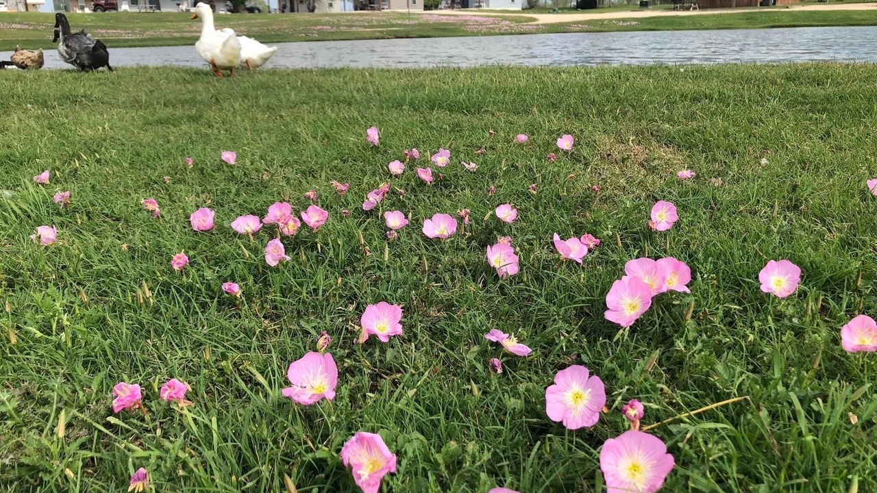Photo of Outdoor in Victoria