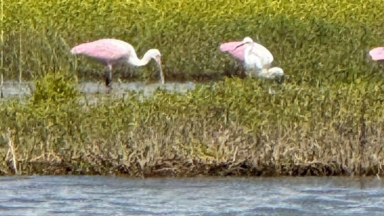 Photo of Others in Matagorda