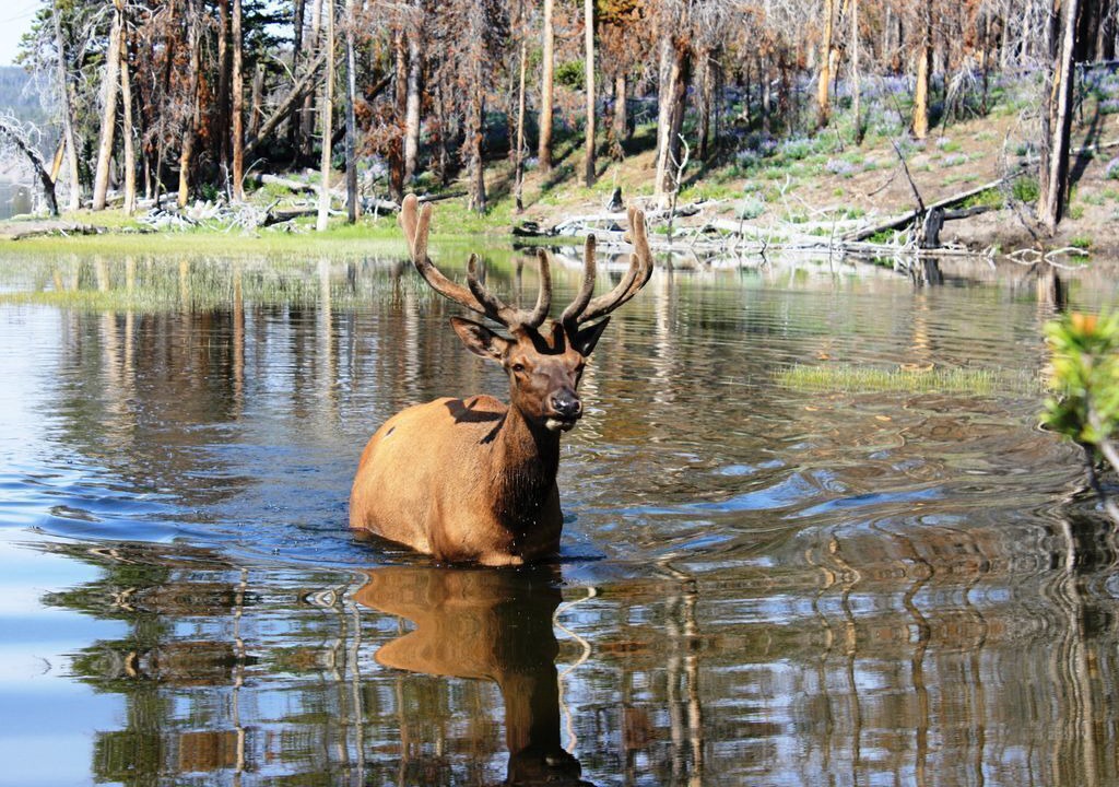 Photo of Others in Cameron