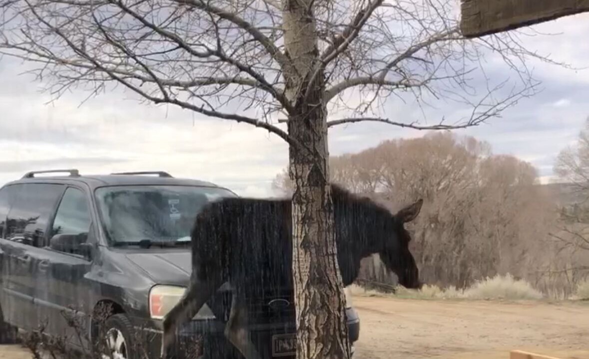 Photo of Others in Pinedale