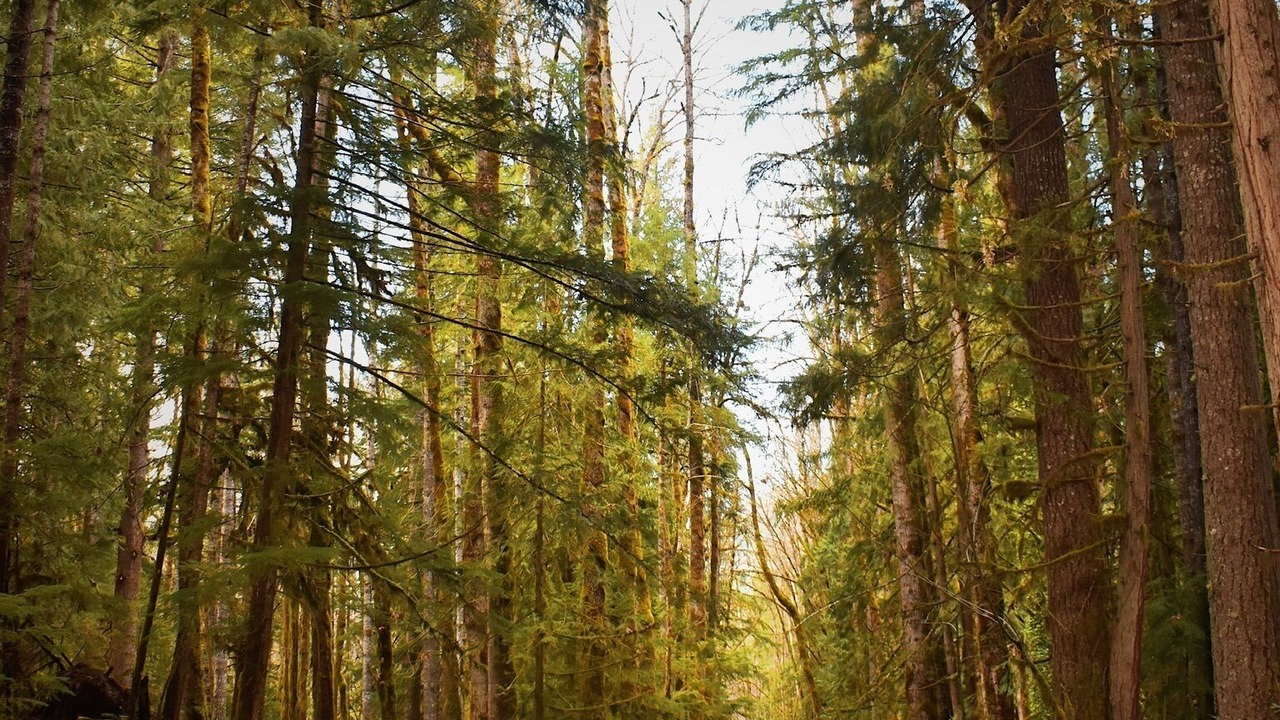 Photo of Others in McKenzie Bridge