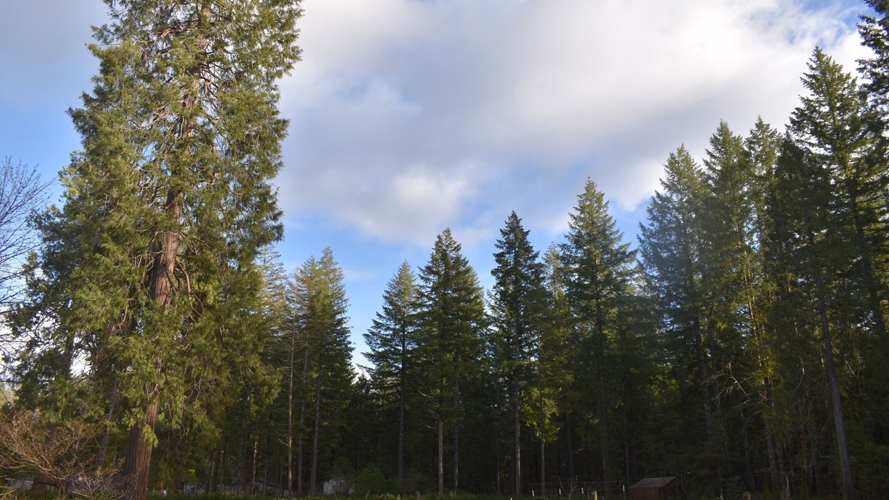 Photo of Others in McKenzie Bridge