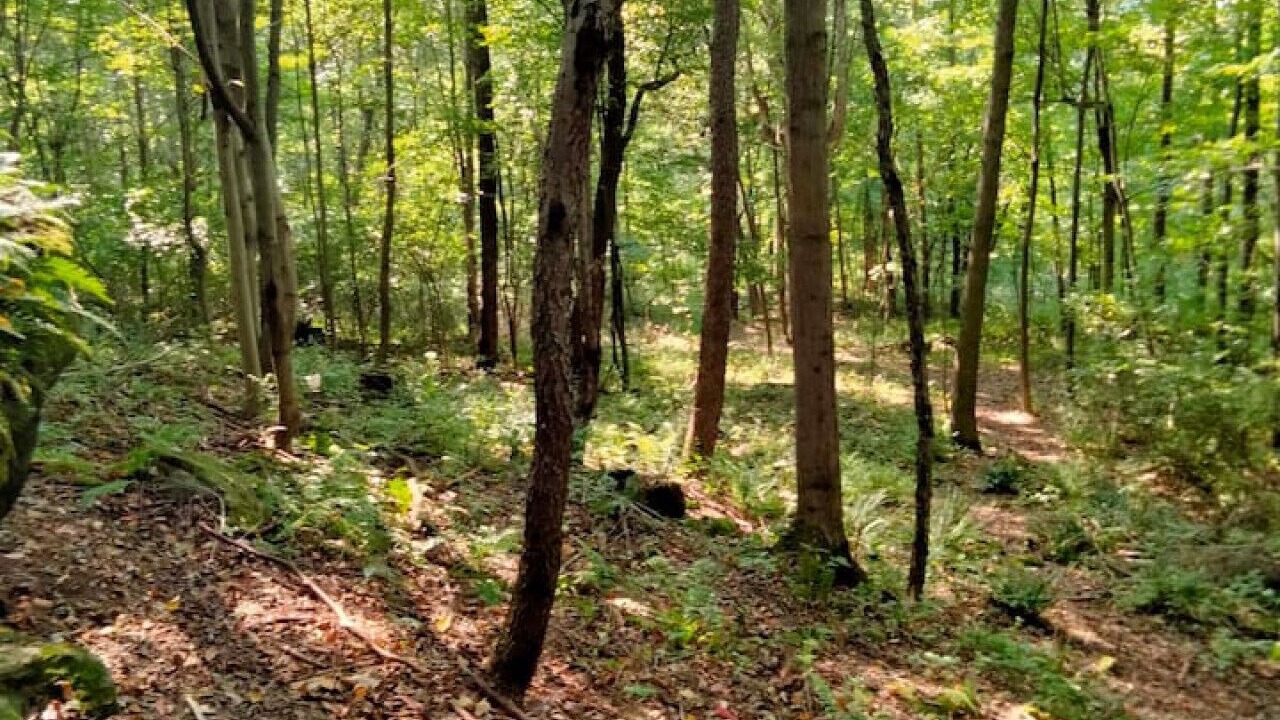 Photo of Others in Danville
