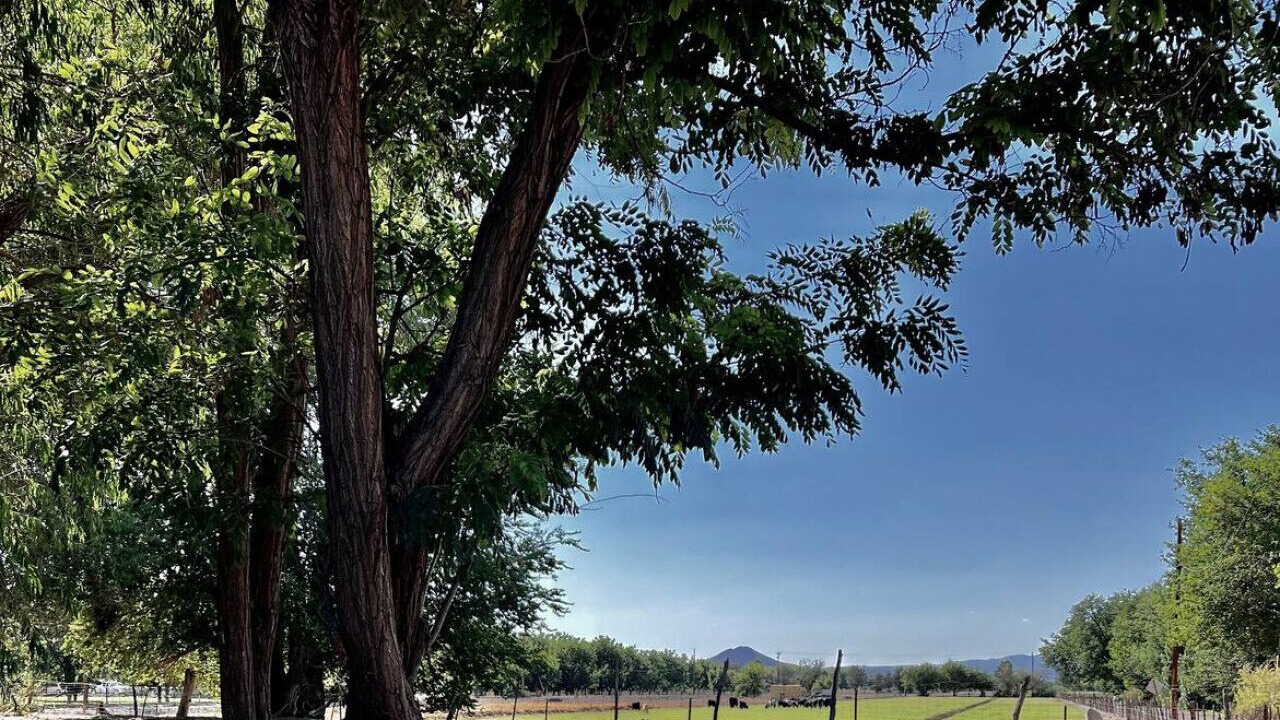 Photo of Others in Mesilla
