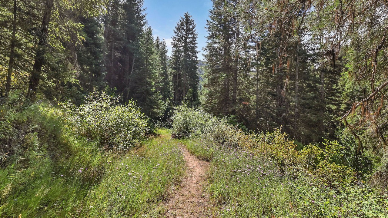 Photo of Others in New Meadows