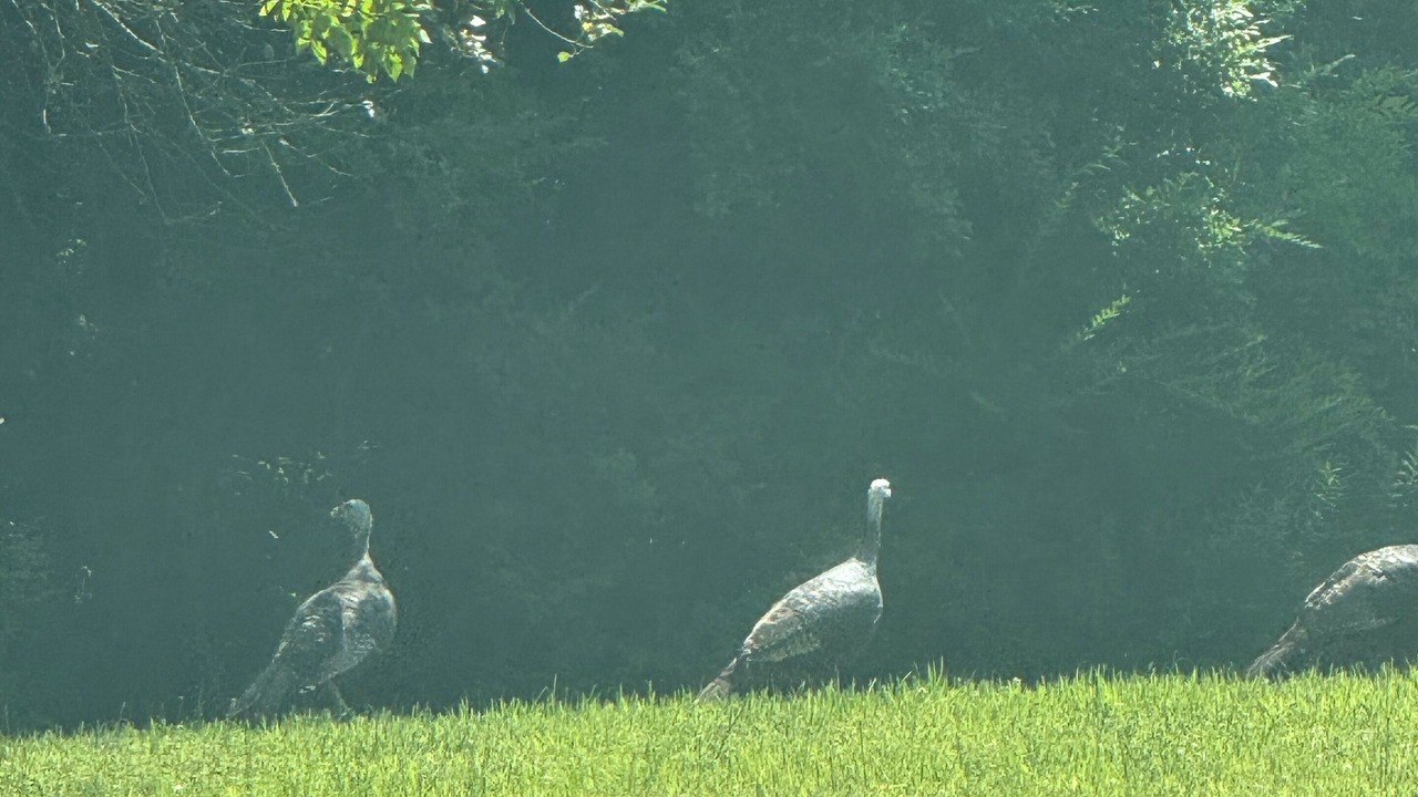 Photo of Others in McKean